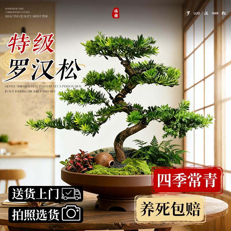 正宗罗汉松盆景老桩大树庭院造型树苗金钻迎客松室内桌面四季好养