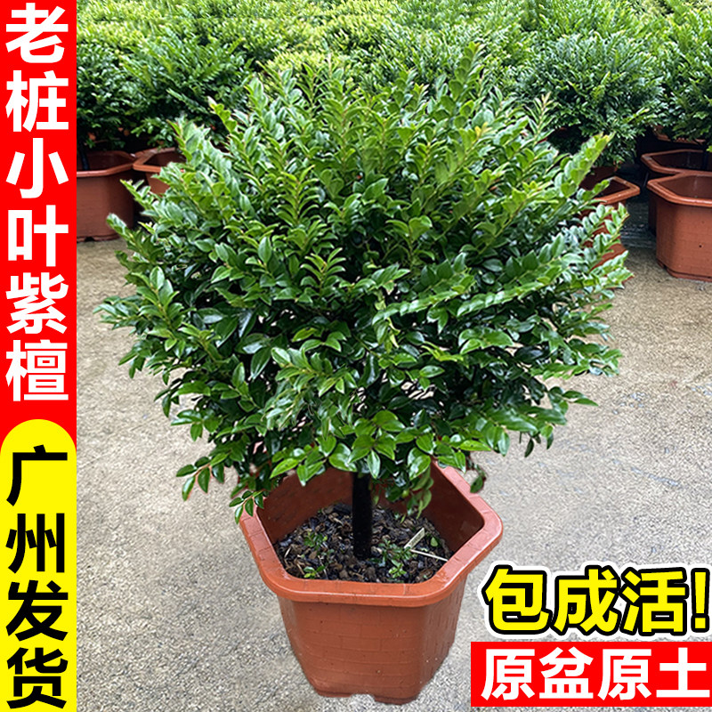 小叶紫檀盆景老桩植物客厅办公室内桌面花卉绿植盆栽树苗四季常青