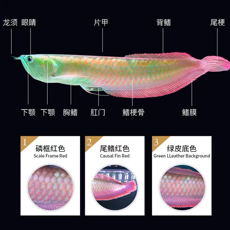 中小型银龙鱼缸水族箱大型客厅家用鱼缸懒人生态免换水玻璃金鱼缸