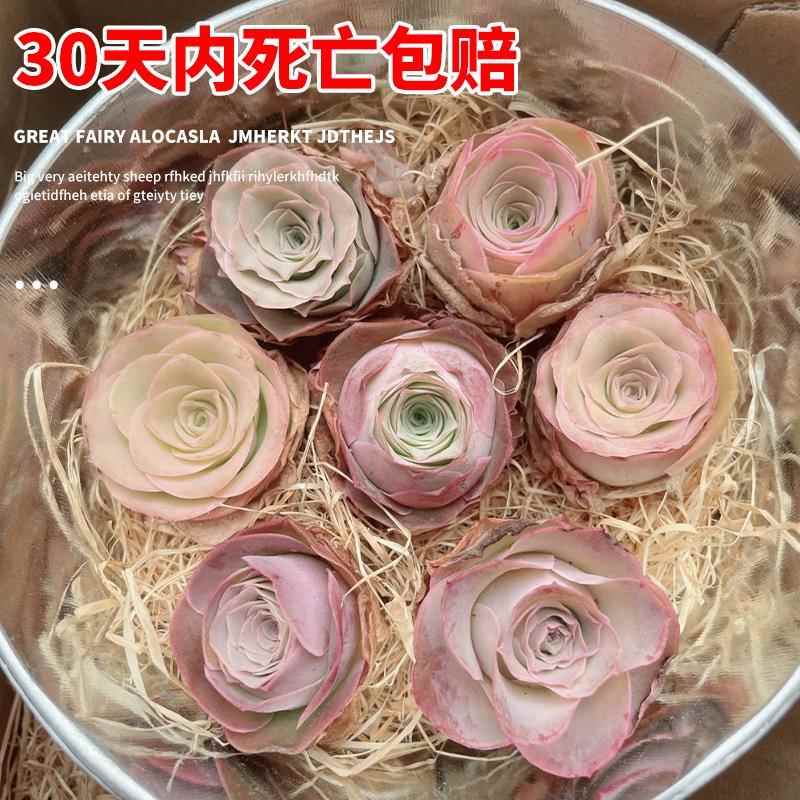 山地玫瑰多肉植物盆栽名贵精选水蜜桃花卉绿植阳台室内大颗好养活