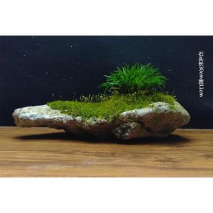 菖蒲苔藓石头微景观盆景茶室绿植物办公室盆栽水培附石金钱菖蒲草