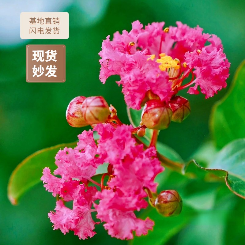 大红花金紫薇盆景老桩百日红姬紫薇盆H景阳台好养植物庭院别墅盆