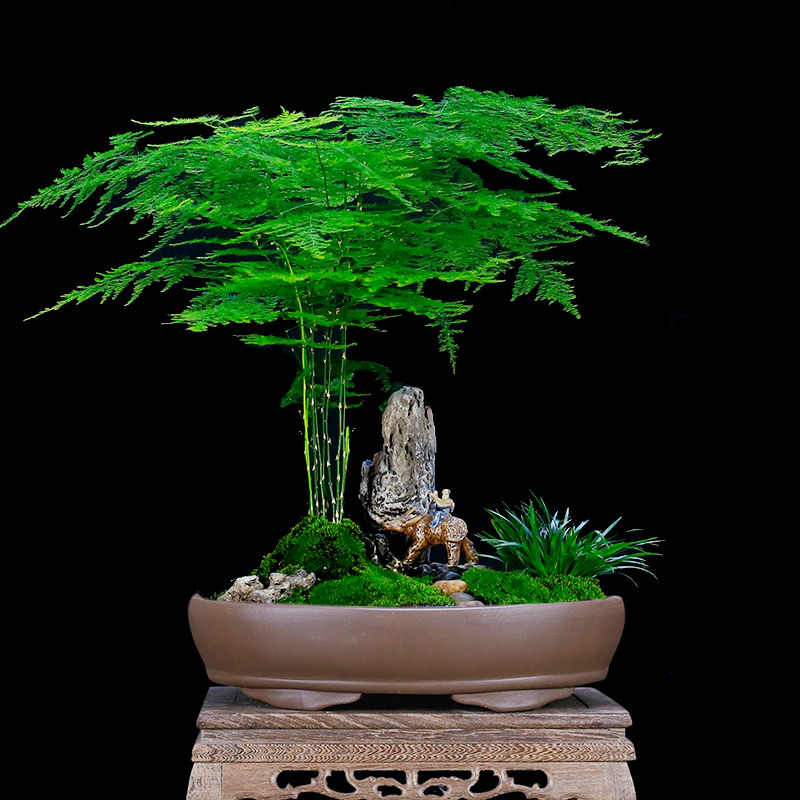 大文竹盆栽假山造型盆景植物室内客厅办公桌花卉绿W植四季常青苗
