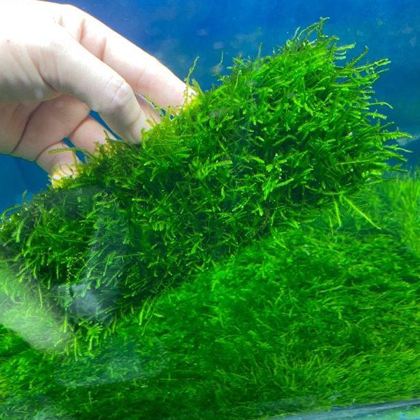大三角莫斯草坪moss鱼缸造景铺底冷水水草阴性弱光照新手水景植物