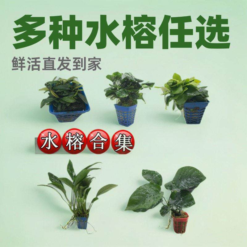 水榕 鱼缸沉木造景火山石迷你小水榕阴性懒人新手无需CO2水草