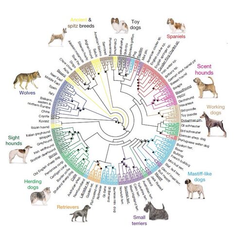 进化树/基因家族分析/作树/系统发育树/发生树/phylogenetic tree