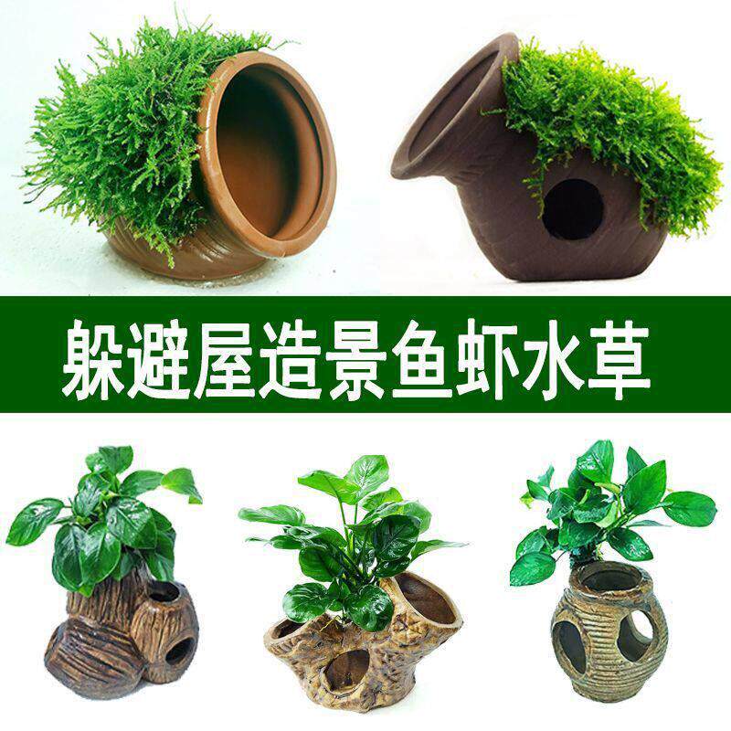 大叶榕紫砂花躲避屋鱼缸造景莫斯水草金钱榕懒人氧摆件鱼虾窝