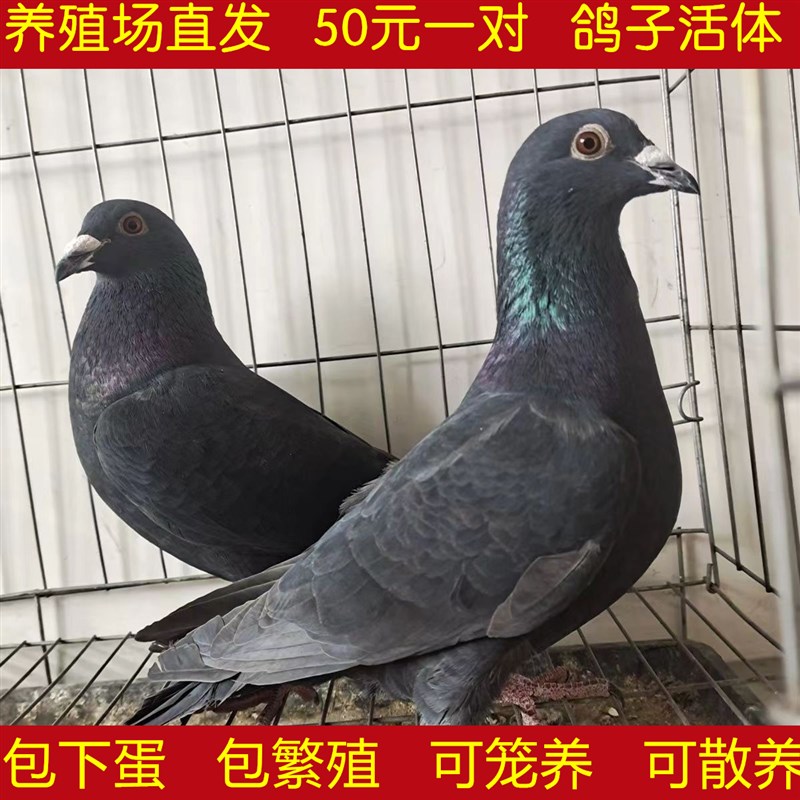 活鸽子苗家养鸽雨点鸽土鸽子青年鸽肉鸽信鸽活体白羽王鸽种鸽一对