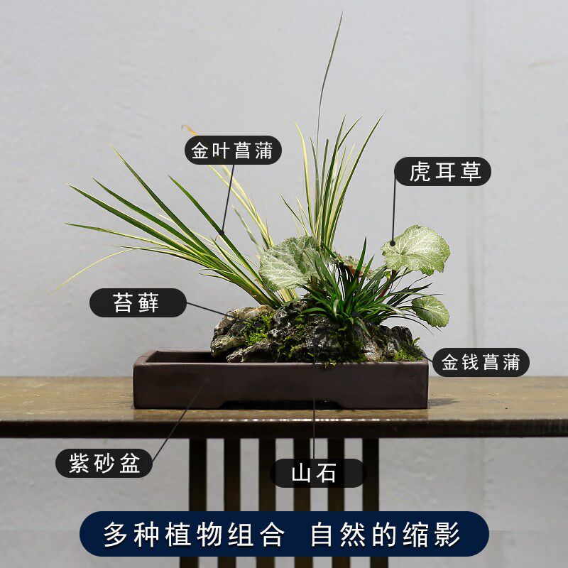 附石菖蒲小盆栽吸水石办公室工位绿植苔藓微景观山水盆景水培植物