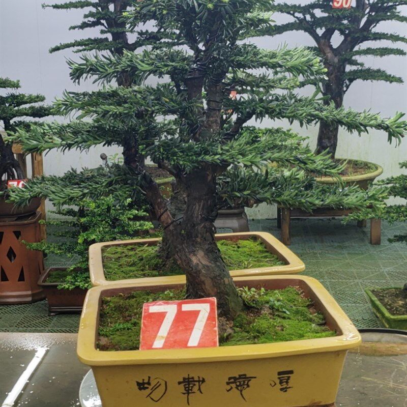 罗汉松盆景艺术,室内室外都可以养,美观大方。