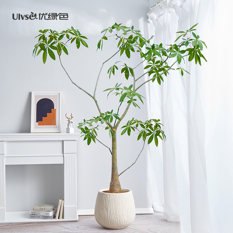 原生发财树盆栽室内大型植物四季常青好养造型绿植自然风格发财树
