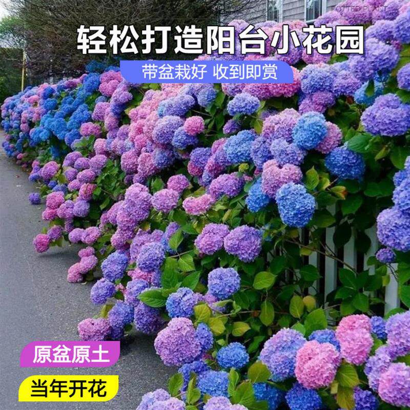 特级绣球花盆栽带花苞大老桩无尽夏花苗四季室内庭院阳台花卉绿植