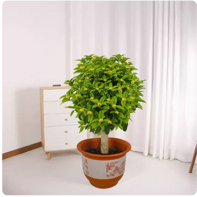 桂花树苗大树浓香型别墅庭院可地载老桩四季桂花植物花园绿植盆栽