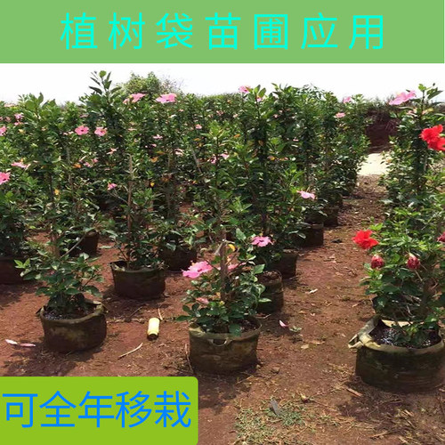 全新加厚白色美植袋栽树移栽植树袋不织布植物大树移栽园林假植袋