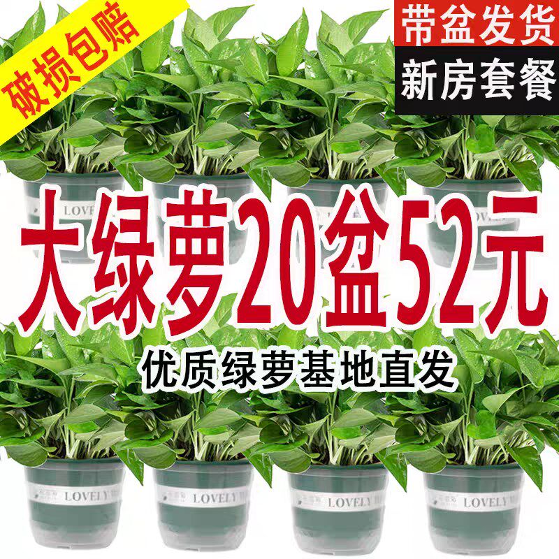 新房绿萝盆栽室内植物净化空气绿植客厅大叶长藤绿箩好养花卉吊兰