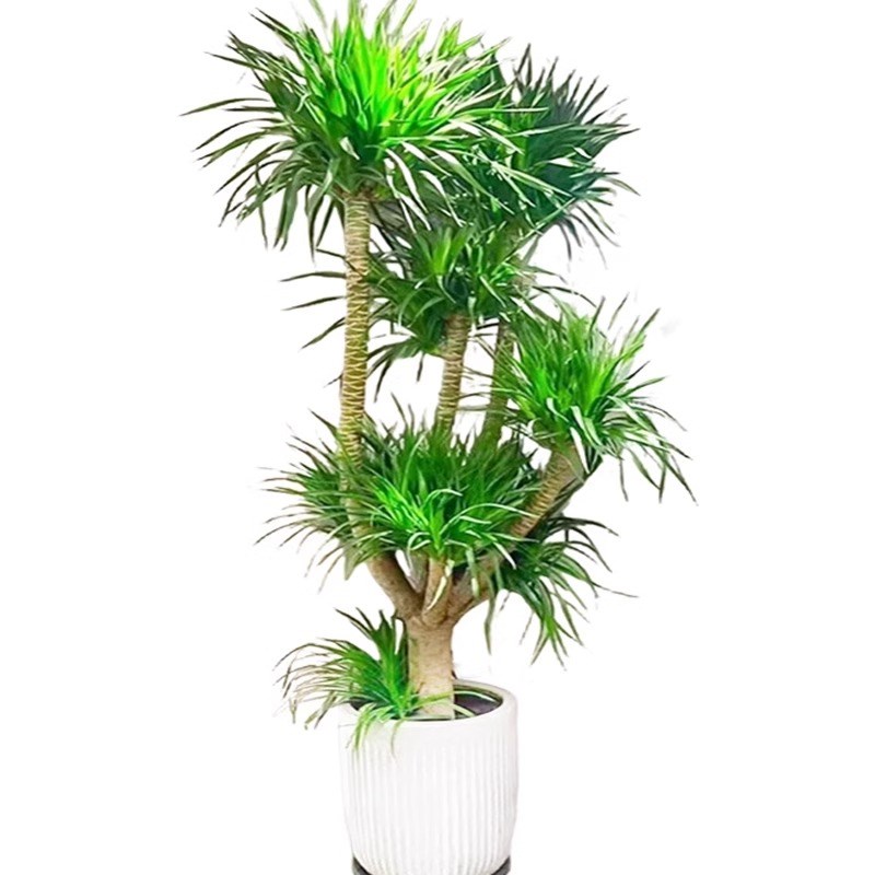 龙血树客厅绿植大盆栽多头龙须龙铁树乔迁大型室内落地植物千年木
