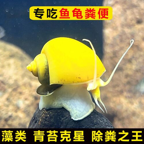 吃鱼屎粪便观赏热带斗孔雀虾苗淡小精灵鱼冷水族宠物清道夫清洁缸