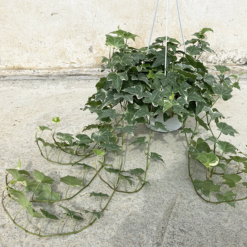 洋常春藤吊兰植物垂吊盆栽阳台花卉绿植室内庭院吸甲醛净化空气
