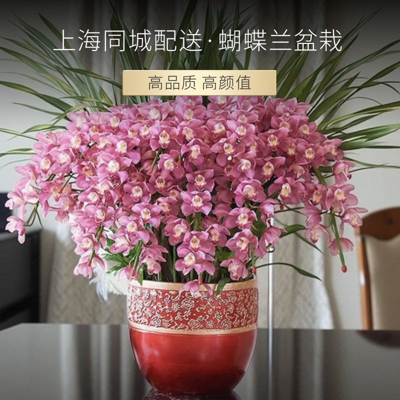 蝴蝶兰盆栽带花上海同城配送元旦年宵花开业乔迁庆典高档鲜花盆景