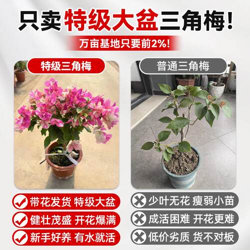 漳红樱三角梅盆栽带花重瓣绿樱老桩绿植花卉四季阳台植物爬藤好养