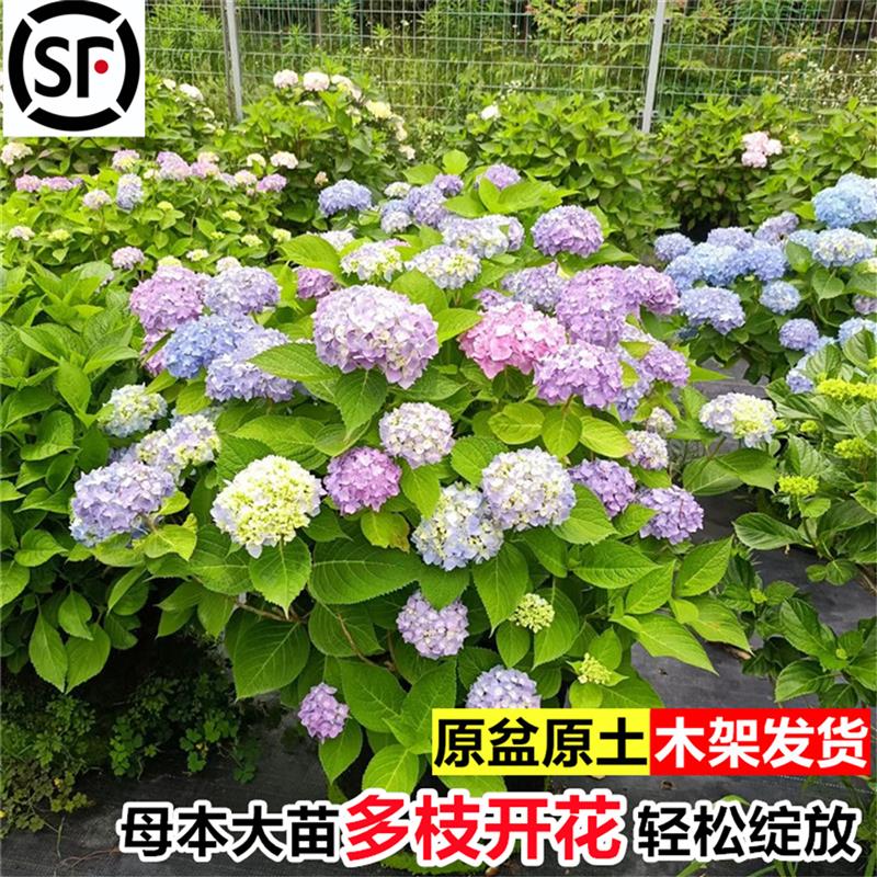 绣球花苗大苗无尽夏别墅庭院八仙花圆锥老桩带花苞开花四季多年生