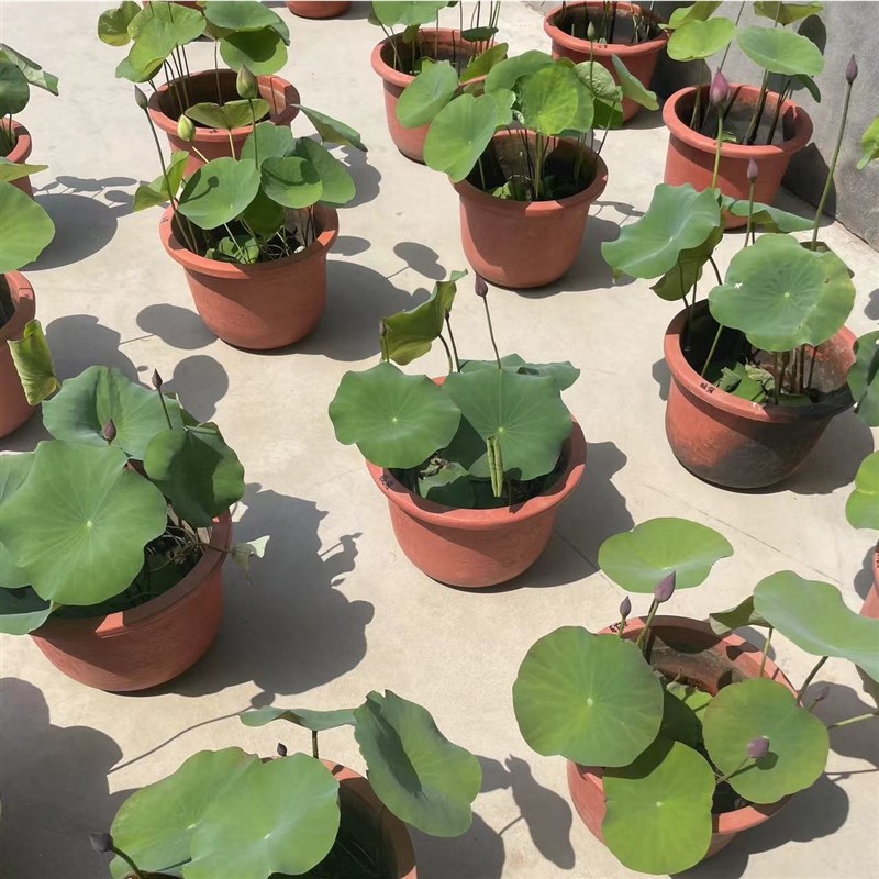 观赏荷花盆栽成品苗带花苞水养睡莲碗莲植物庭院池塘种植大型藕根