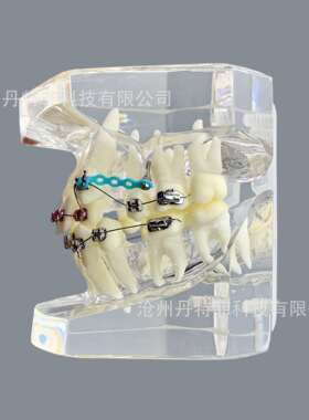 M3005-3矫正牙齿模型透明色正畸模型牙齿矫正模型