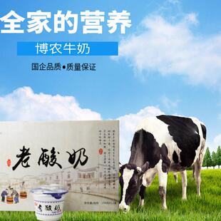 博农老酸奶粘稠优质牛乳博农老酸奶经典味道童年记忆12杯装酸牛奶