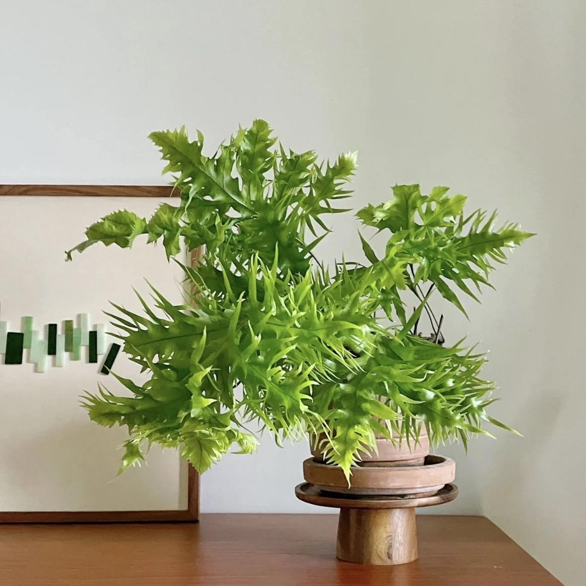 花与花器 泰国羽毛蕨 缀化蕨 缀化星蕨类植物 室内盆栽板植常绿植