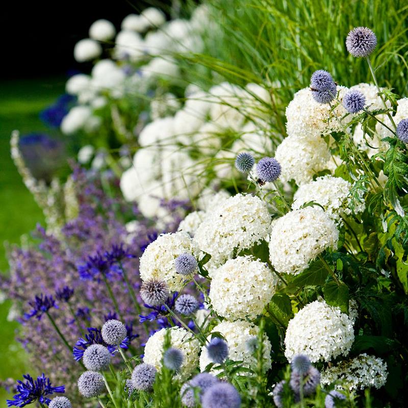 伟伟园艺 乔木绣球 安娜贝尔无敌贝拉安娜超耐寒新枝开花