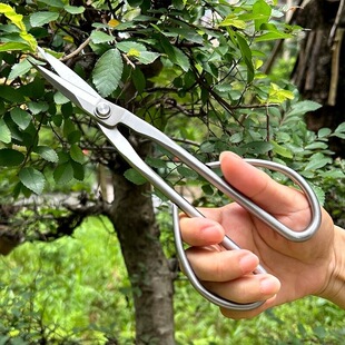 全不锈钢园艺剪叶芽剪嫩芽剪刀插花盆景枝叶剪修枝小枝剪加厚长杆