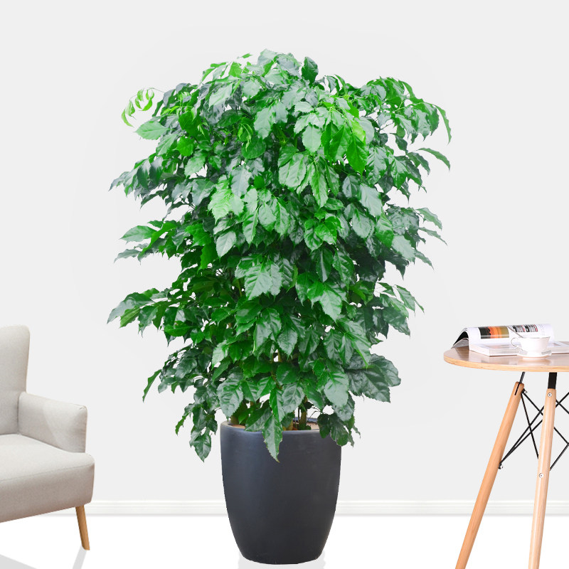 绿宝 成都植物盆栽花卉幸福树常绿观叶耐寒中号室内外盆栽金叶子