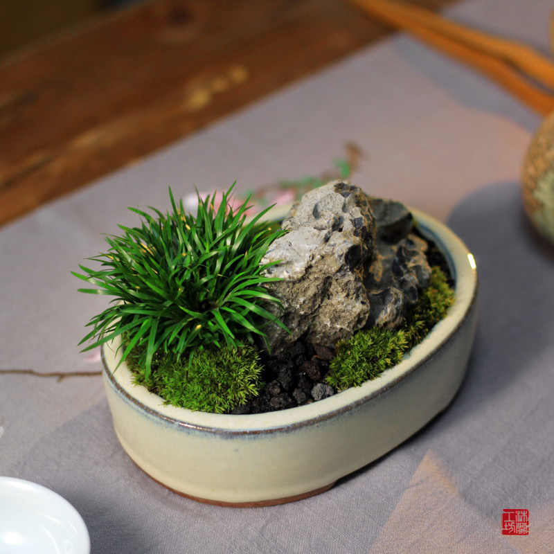 伴石金钱菖蒲随手香菖蒲草紫砂苔藓假山石盆景茶桌办公桌面小盆栽