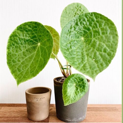 福寿秋海棠圆形叶可爱福禄秋海棠 ins风室内绿植盆栽办公桌植物