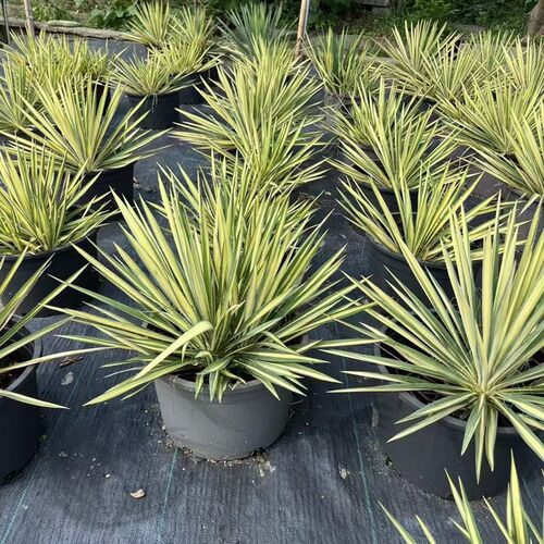 金边凤尾兰龙舌兰花镜植物庭院花园盆栽多年生耐寒花卉四季绿植
