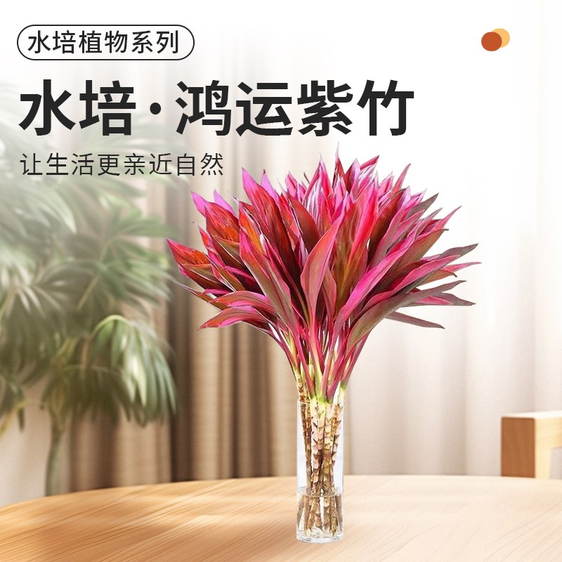 鸿运紫竹天然水培植物客厅招财富贵竹绿植室内吸甲醛盆栽好养花卉