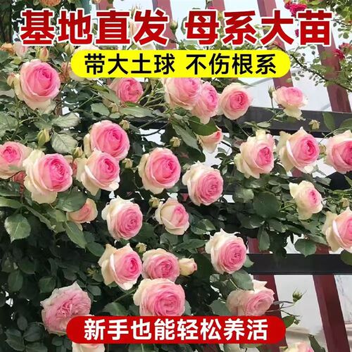 蔷薇花苗藤本月季特大花苗庭院藤曼植物四季开花玫瑰爬藤植物爬墙