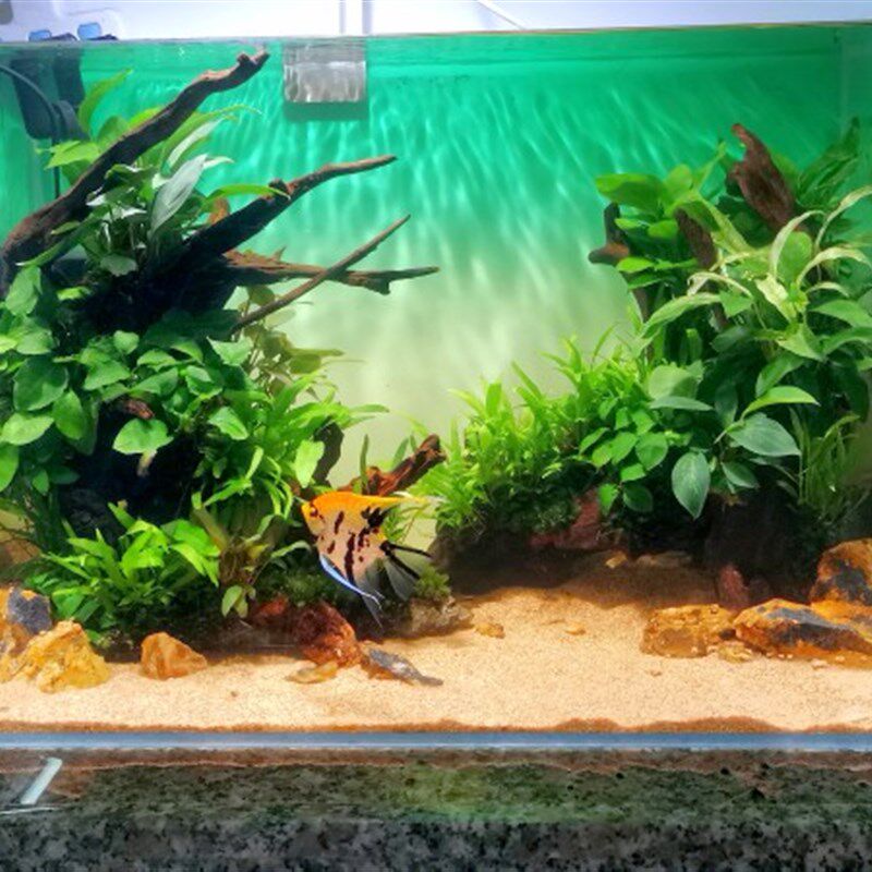 南美造景原生态风格懒一物成景新手入门易养水草成品沉木鱼缸摆件