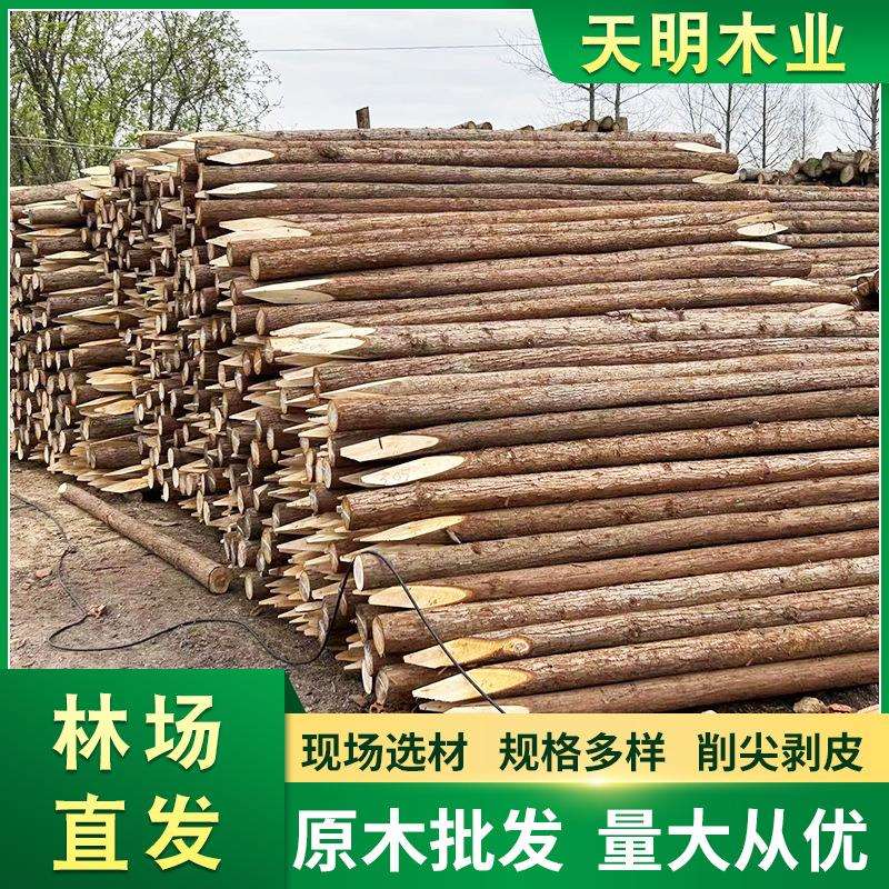 松木桩河道治理打桩木防汛护坡工程防洪支撑削尖木桩林场直发