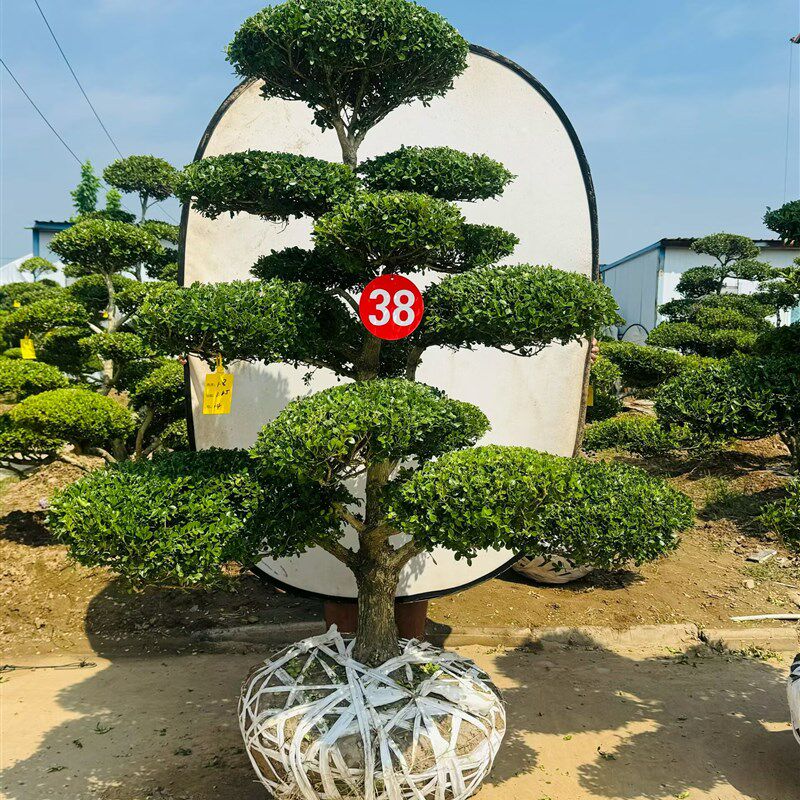 黄杨小叶瓜子造型树庭院别墅造景绿化黄杨苗黄杨盆景四季常青