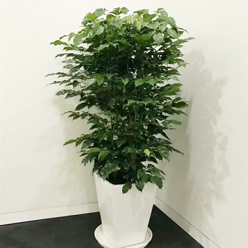 四方百搭白陶盆散尾葵绿萝琴叶榕盆发财树大盆特大号高筒陶瓷花盆