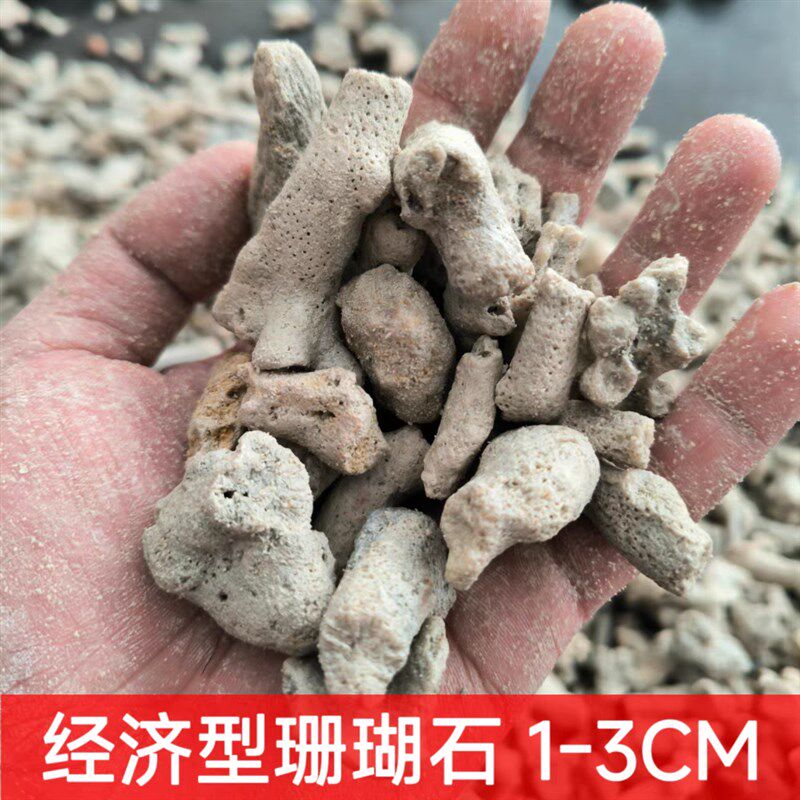 珊瑚石过滤锦鲤鱼池净水培菌滤材珊瑚沙海鲜池商用鱼缸珊瑚骨滤材
