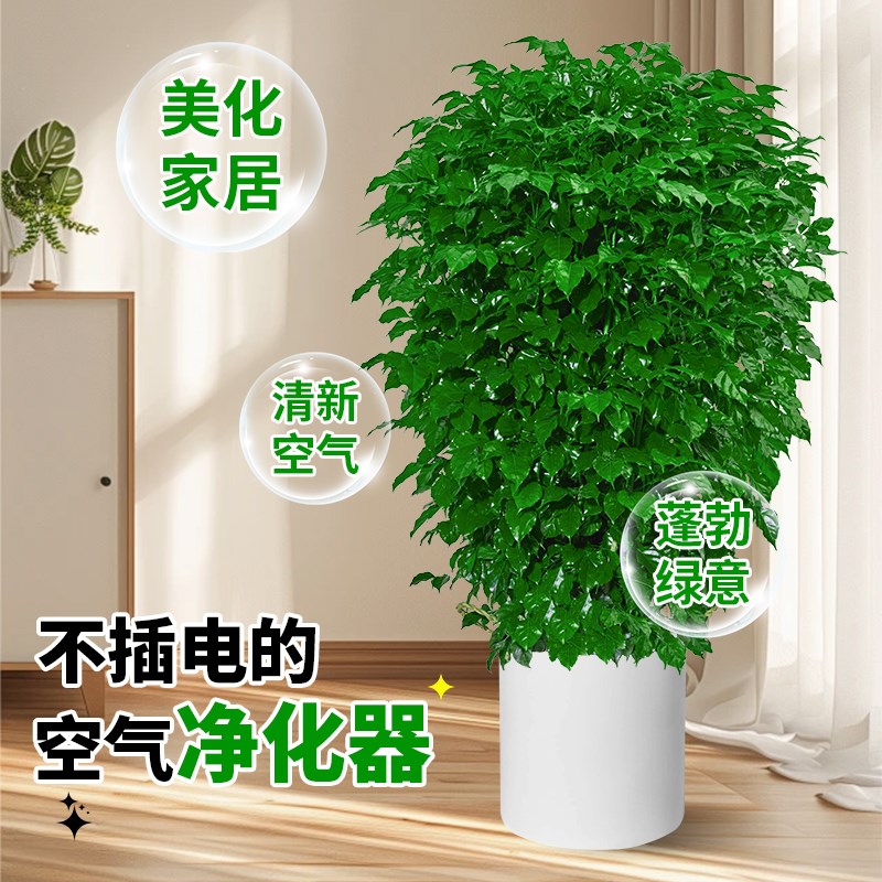 幸福树客厅大盆栽室内好养花卉盆景绿植办公室吸甲醛四季常青植物