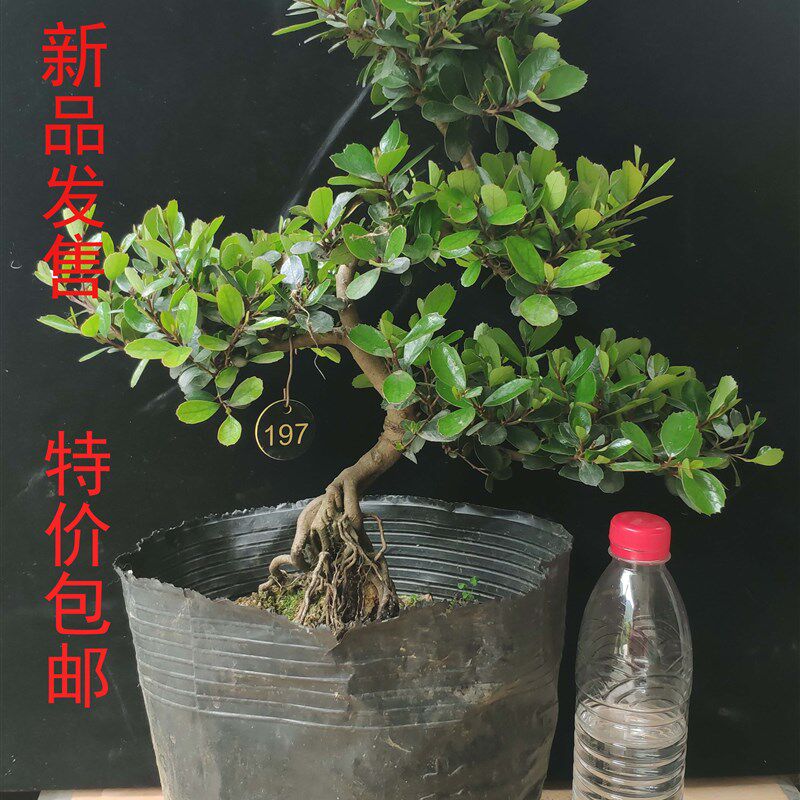 中华蚊母盆景 大叶小叶 微型盆栽 常青绿植 红花植物