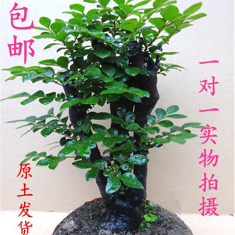 小叶紫檀盆景树桩室内阳台花卉盆栽绿植黑檀四季青客厅吸甲醛植物