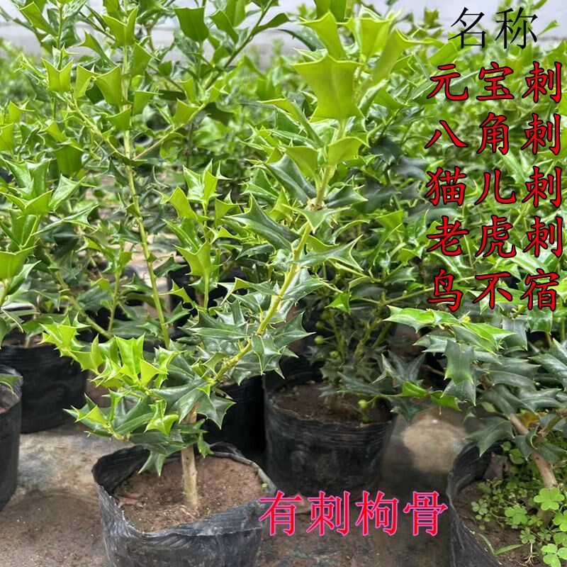 有刺枸骨树苗枸骨冬青猫儿刺八角刺老虎刺园林庭院篱笆苗老桩盆栽