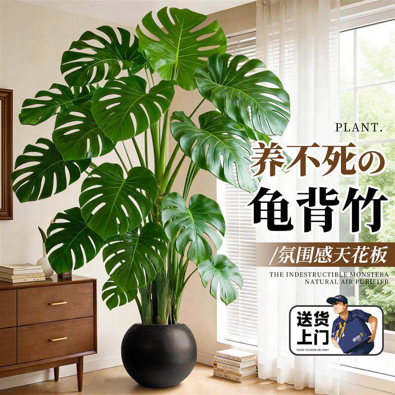 龟背竹客厅绿植高级感室内大型盆栽大叶老桩落地植物盆景四季好养