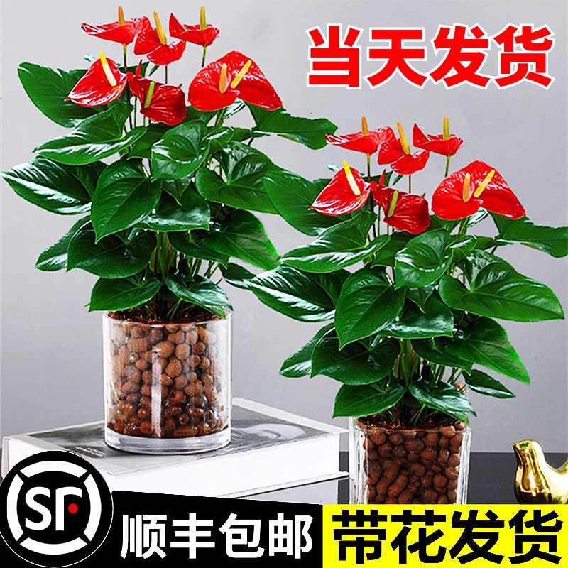 白掌一帆风顺盆栽水培植物绿萝箩花卉室内花绿植红掌发财树吸甲醛
