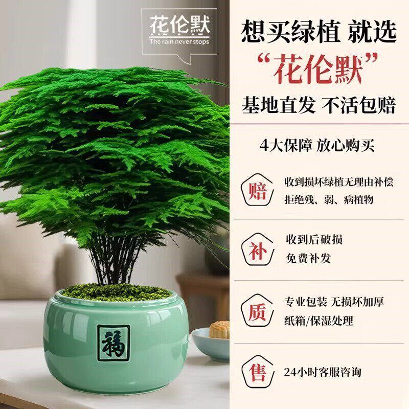 特级文竹盆栽室内办公室桌面绿植四季好养植物盆景客厅观叶植物