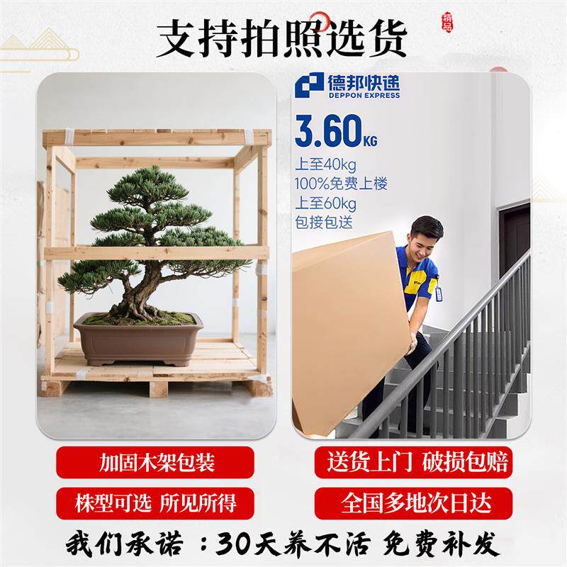 正宗罗汉松盆景迎客松真树盆栽小型老桩办公室内桌面四季好养绿植